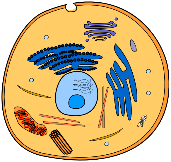 Animal Cell - Vector Design