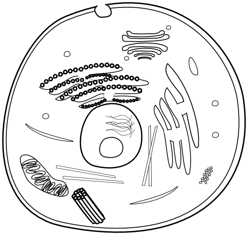 Animal Cell - School Clipart - Vector Graphics