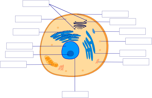 Animal Cell - Empty Labels - Color Version
