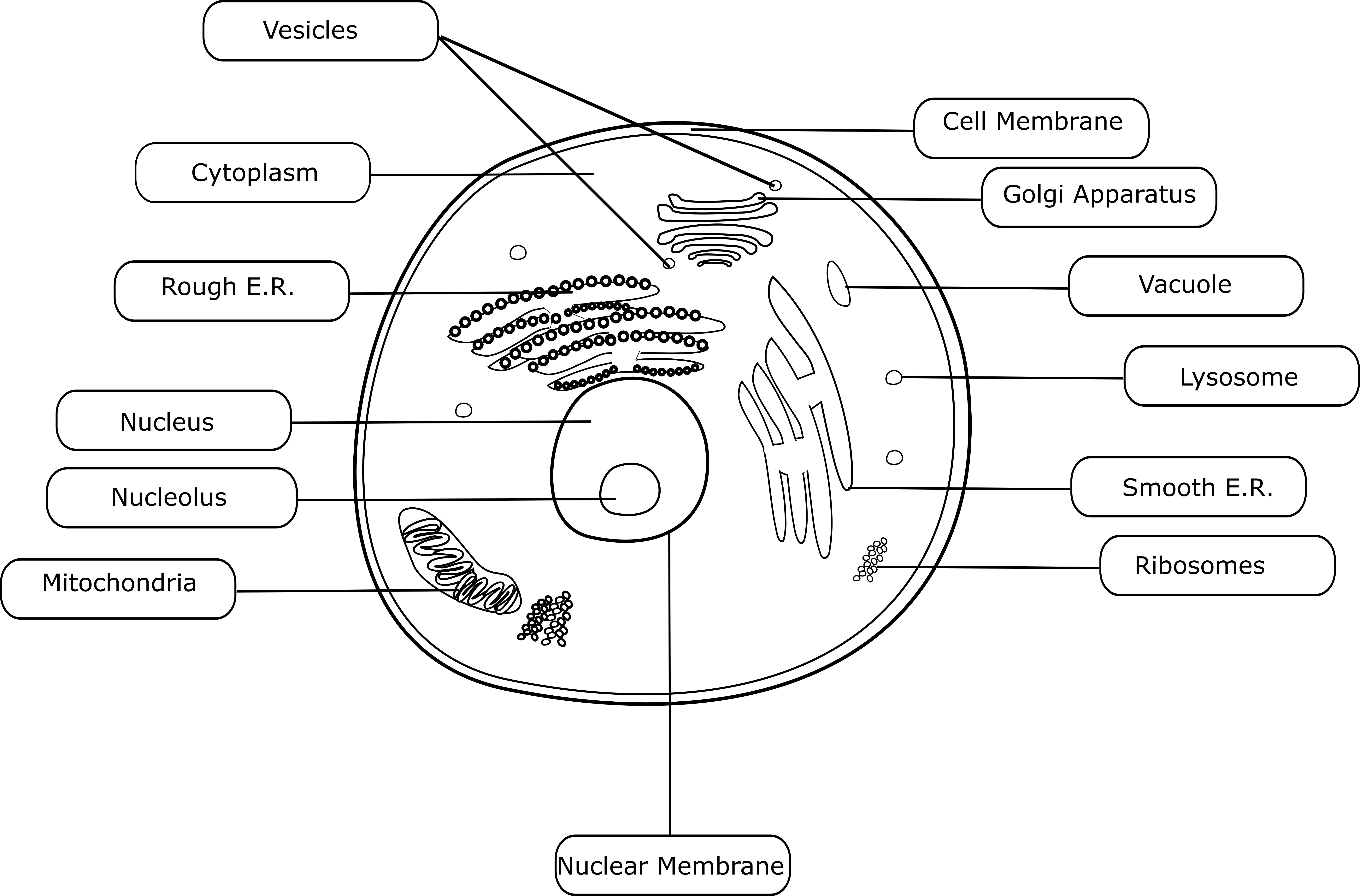 Animal Cell - Black and White with Labels
