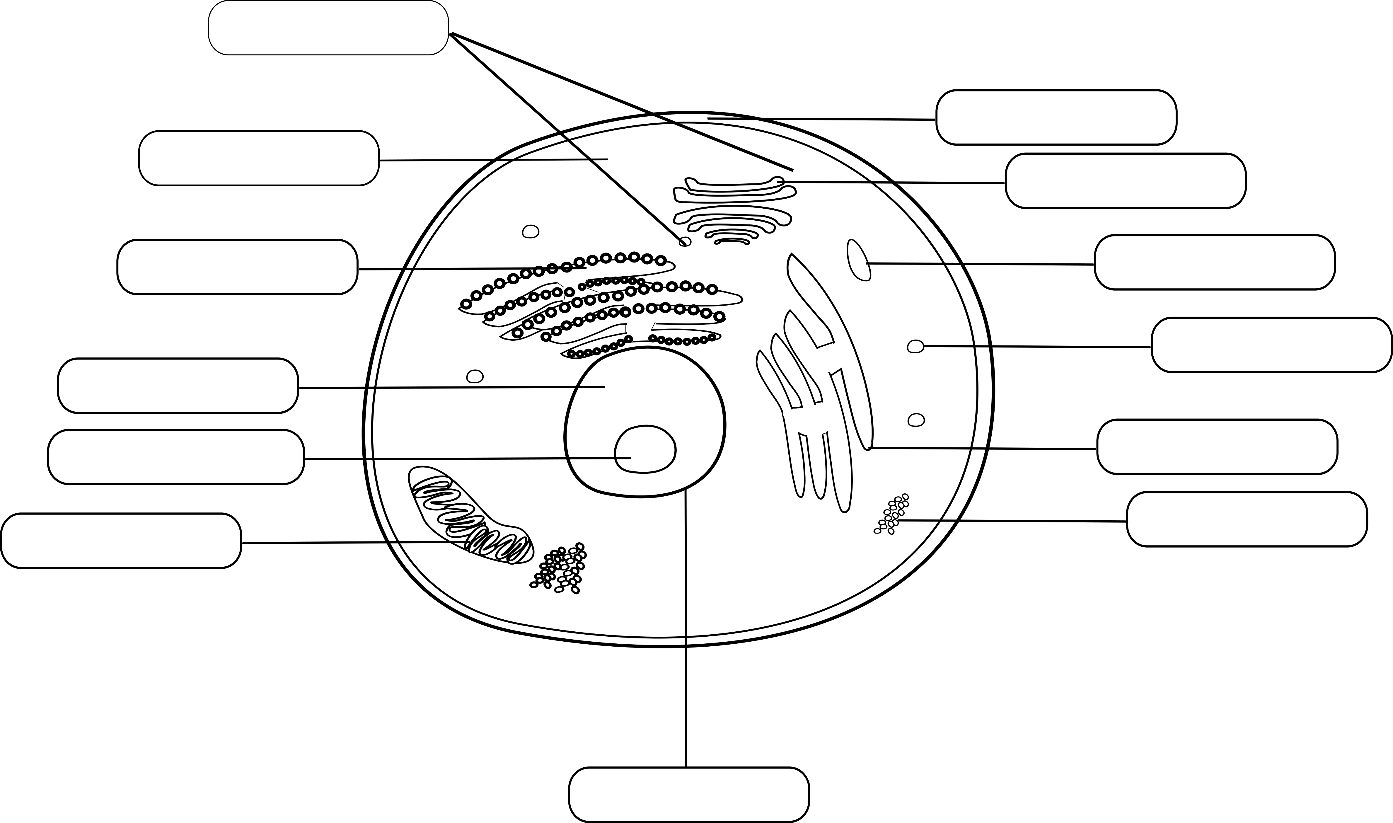 Animal Cell - Empty Labels