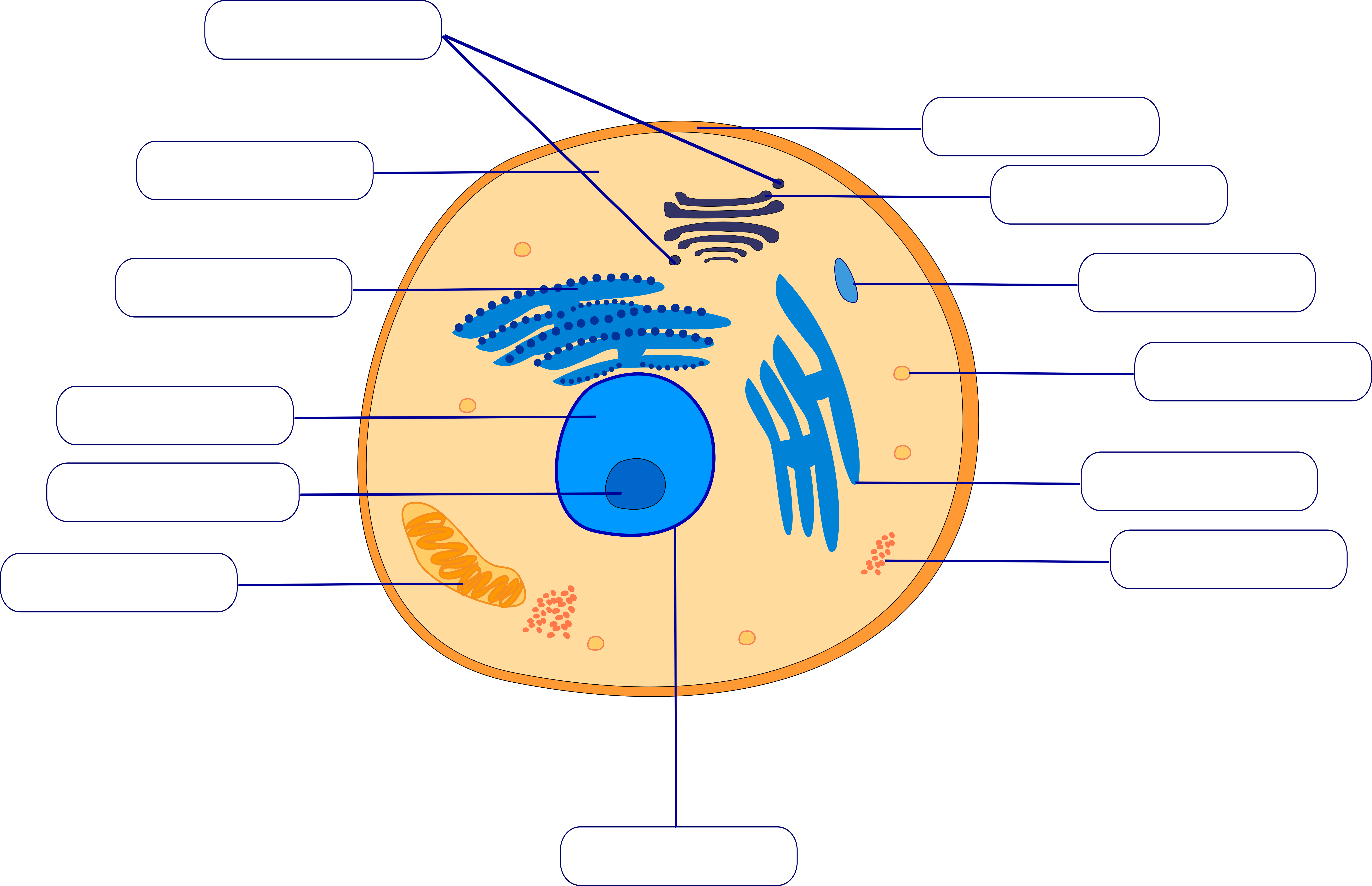 Animal Cell  - Color - Empty Labels