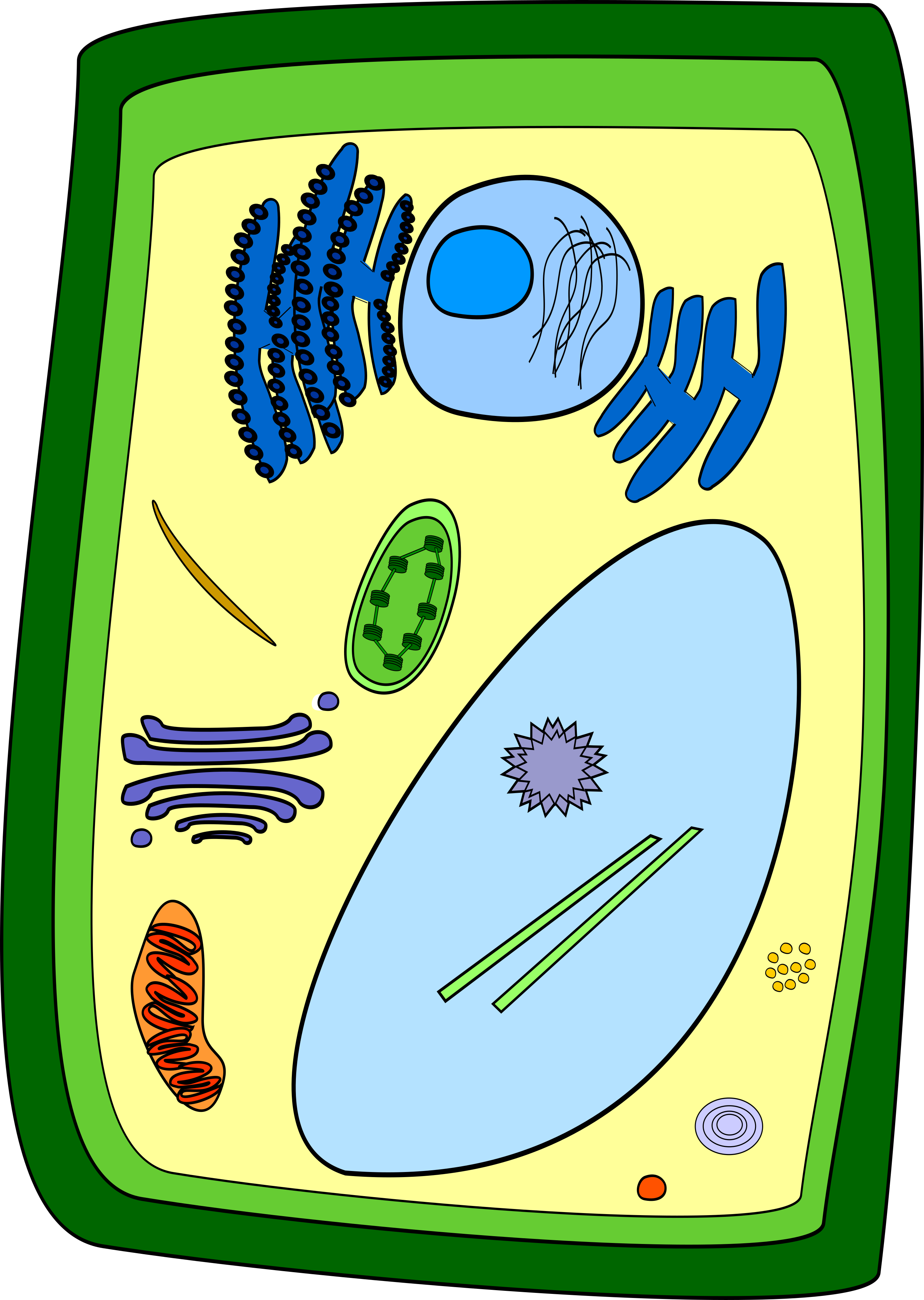 Plant Cell - Color
