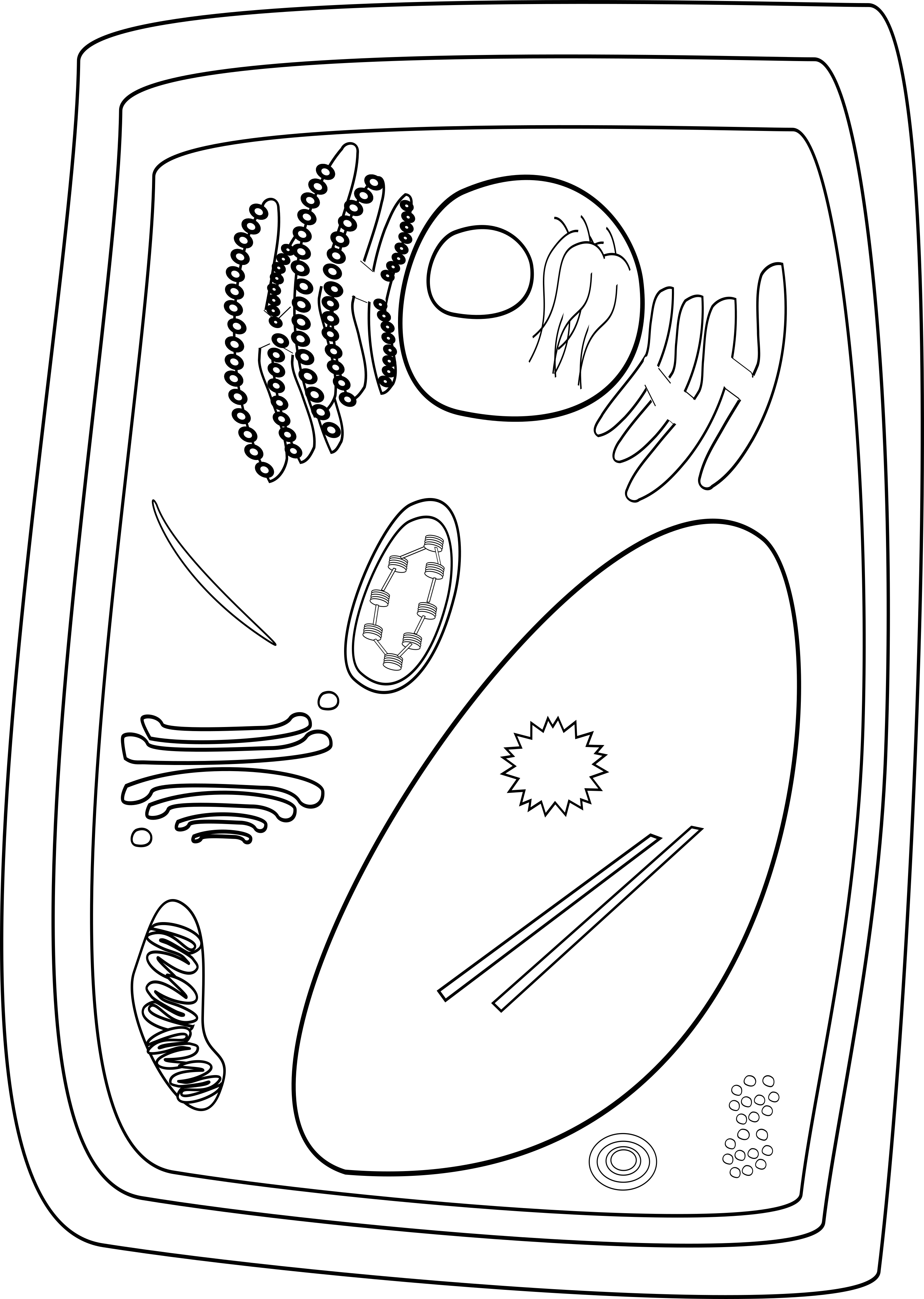 Plant Cell - Black and White -