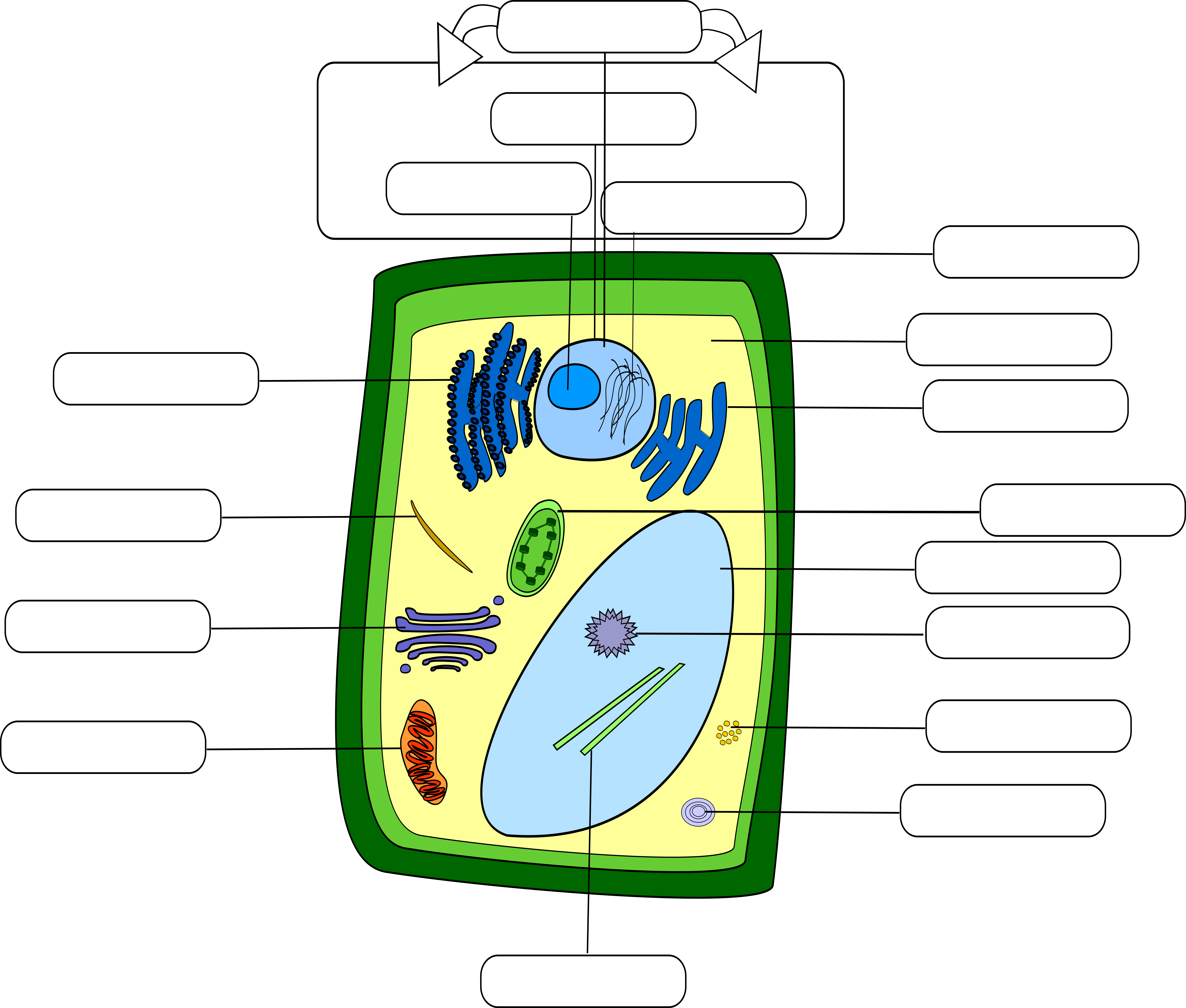 Plant Cell - Empty Labels - Color Version