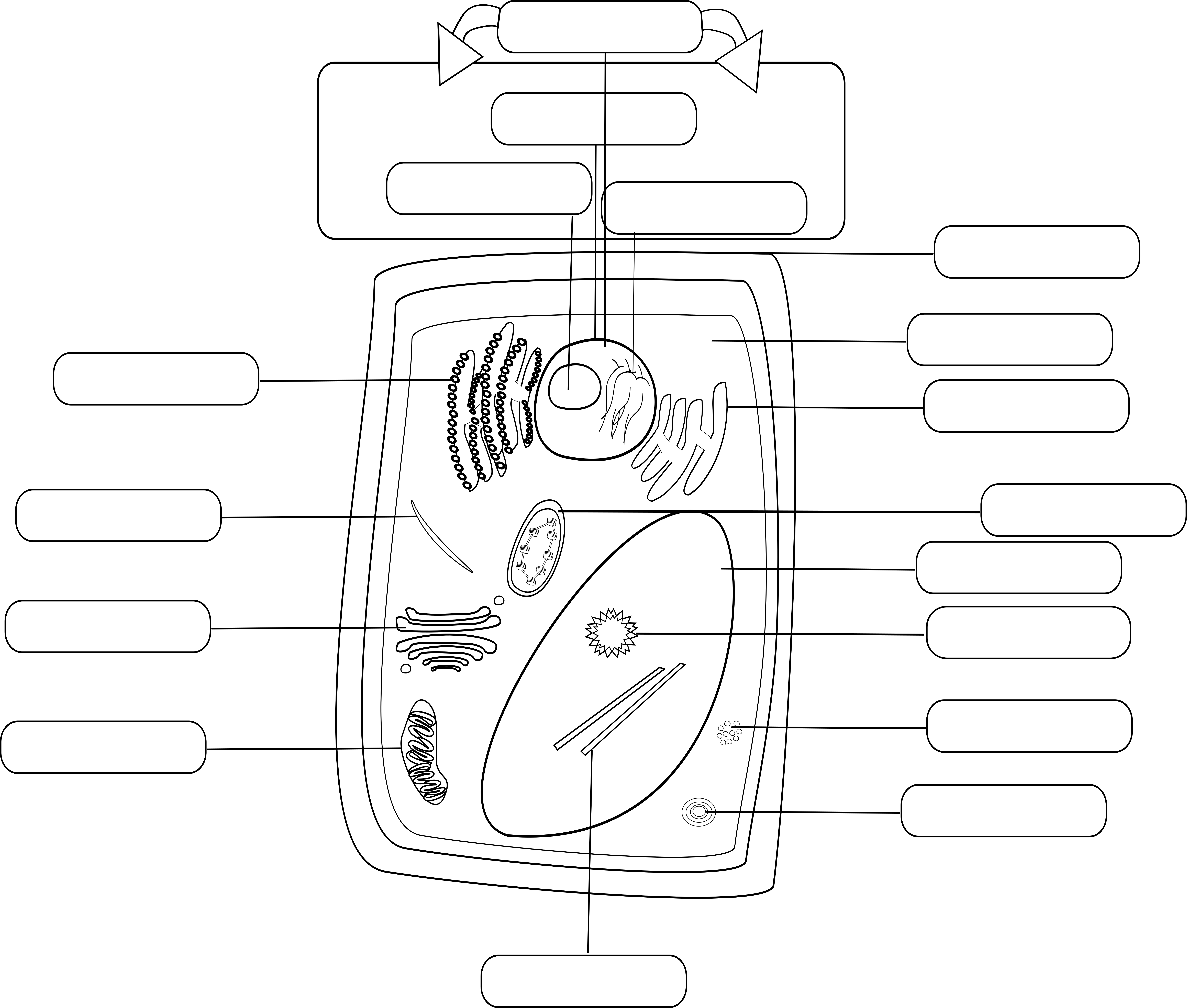 Plant Cell - Black and White - Empty Labels