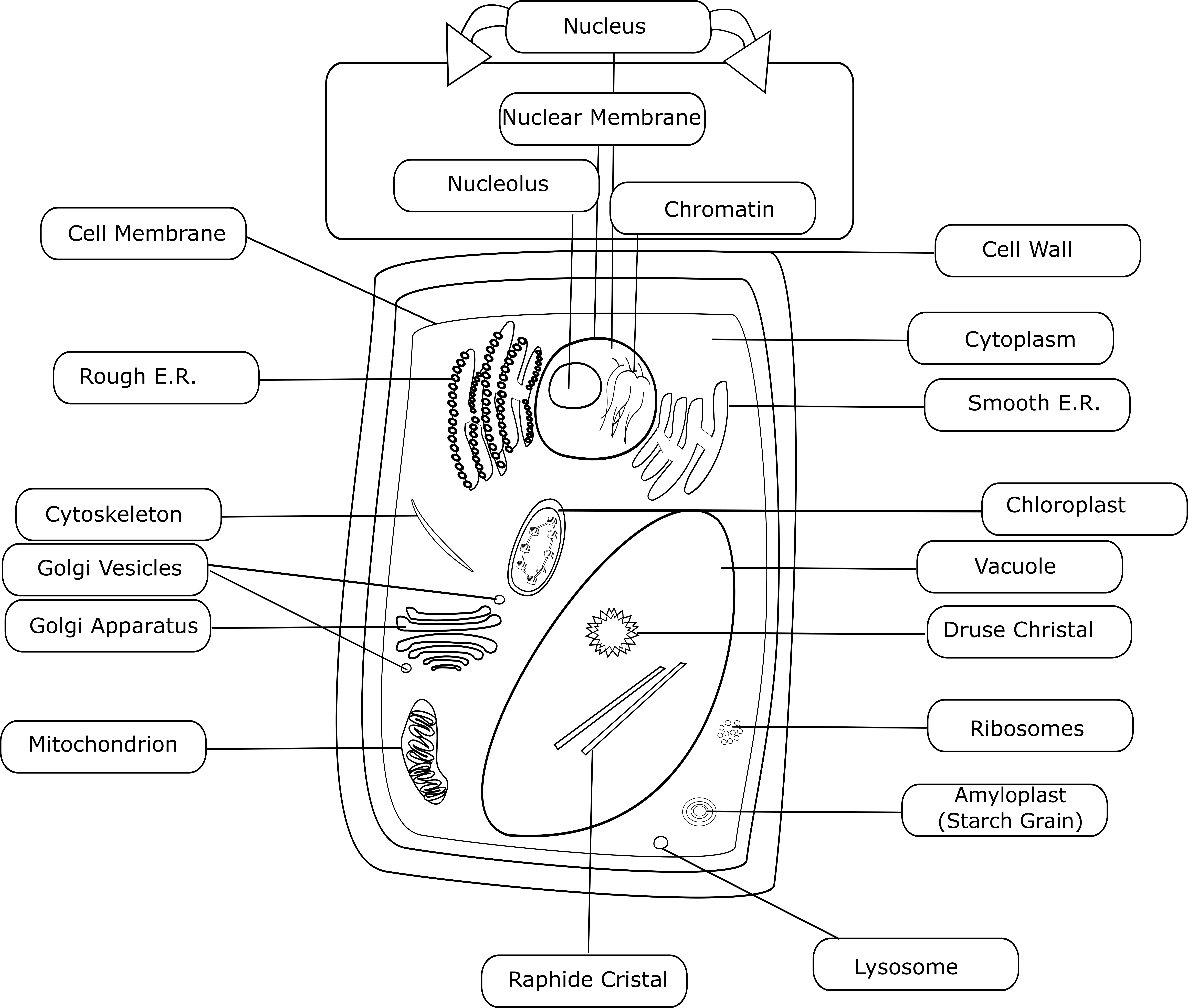 Plant Cell - Black and White - Clipart