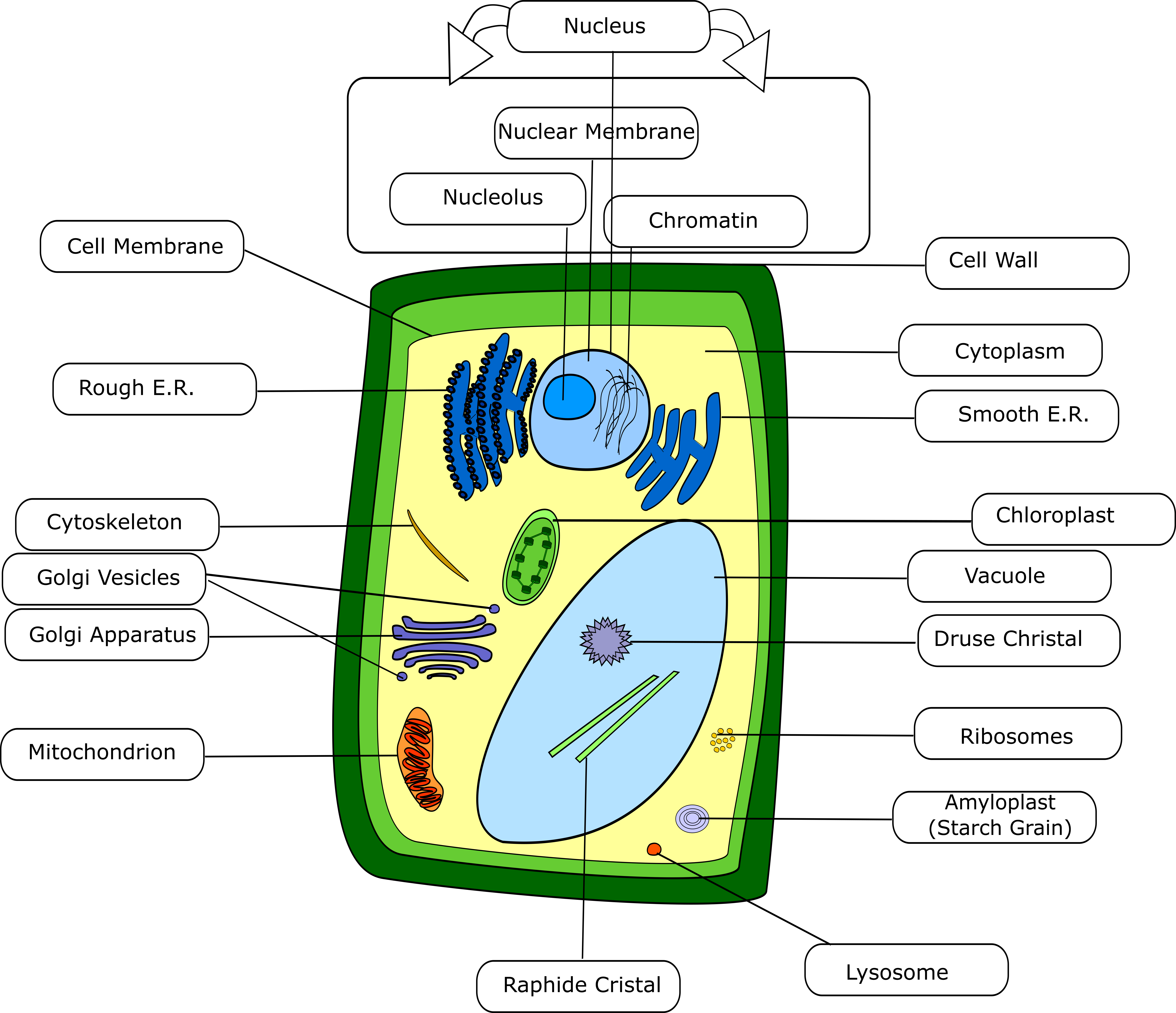 Plant Cell - Color - With Labels